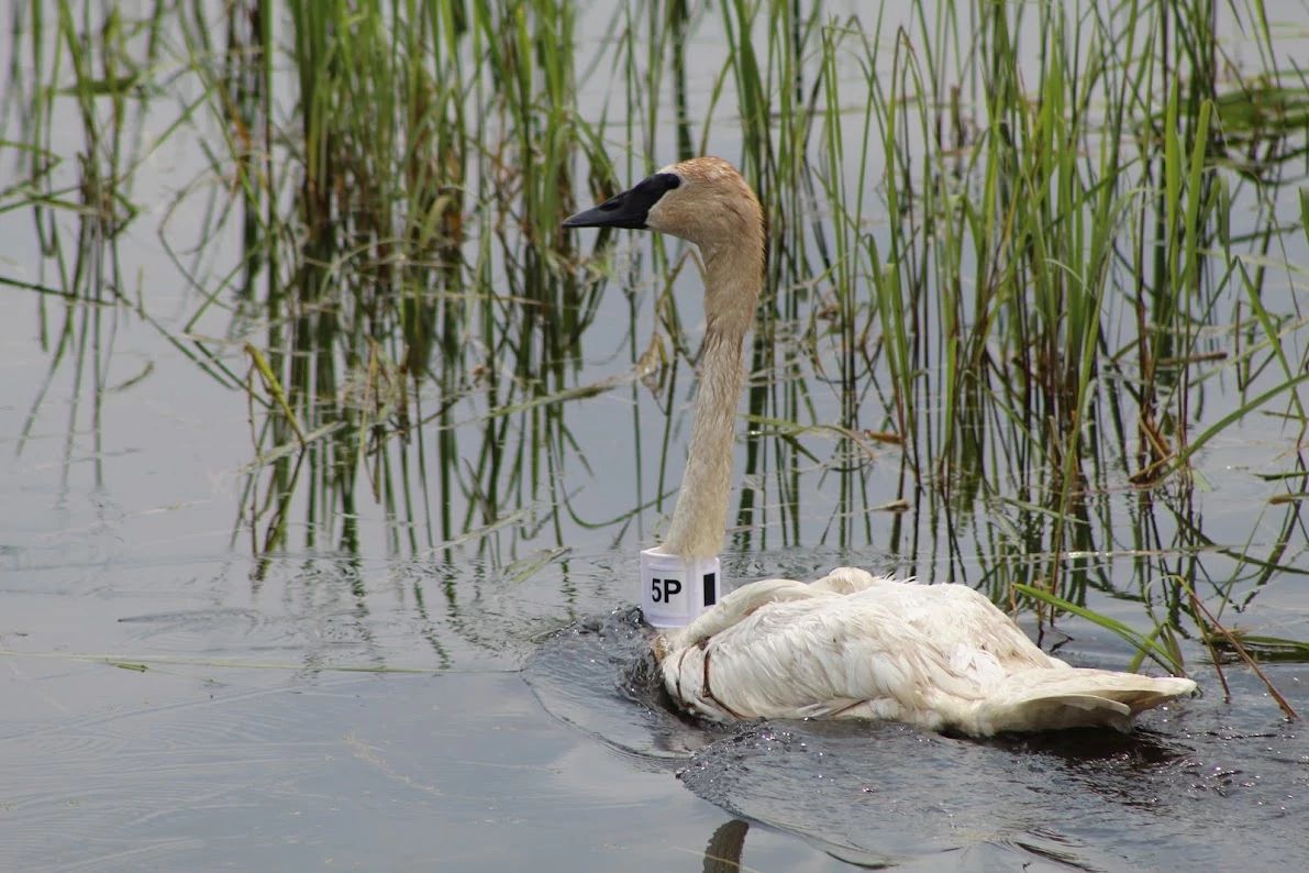 DNR Tracking Migratory Movements Of Trumpeter Swans Wisconsin DNR